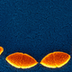 Illustration for article titled The Answer to Tackling Superbugs Could Be More Superbugs